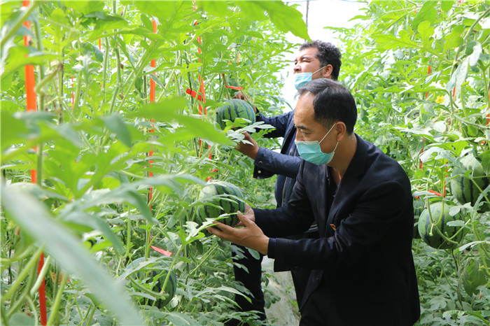 荥经泗坪乡人大：铁索桥变公路桥 架起乡村振兴“致富桥”