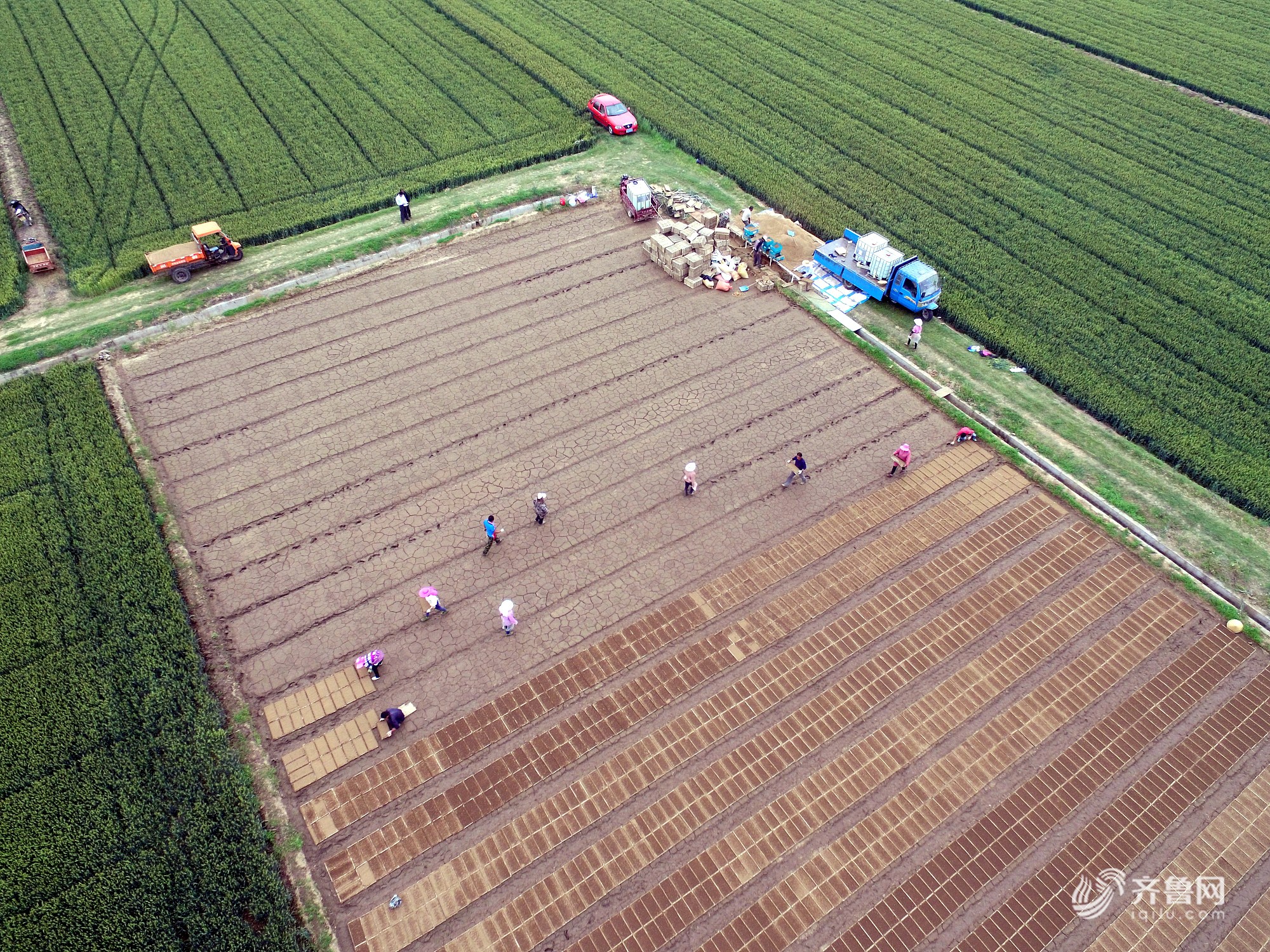 山东郯城：40余万亩水稻丰收在望